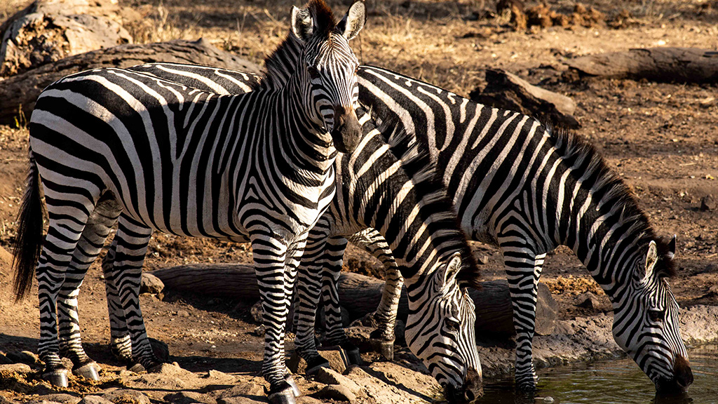Animals that showcase a game drive activity.