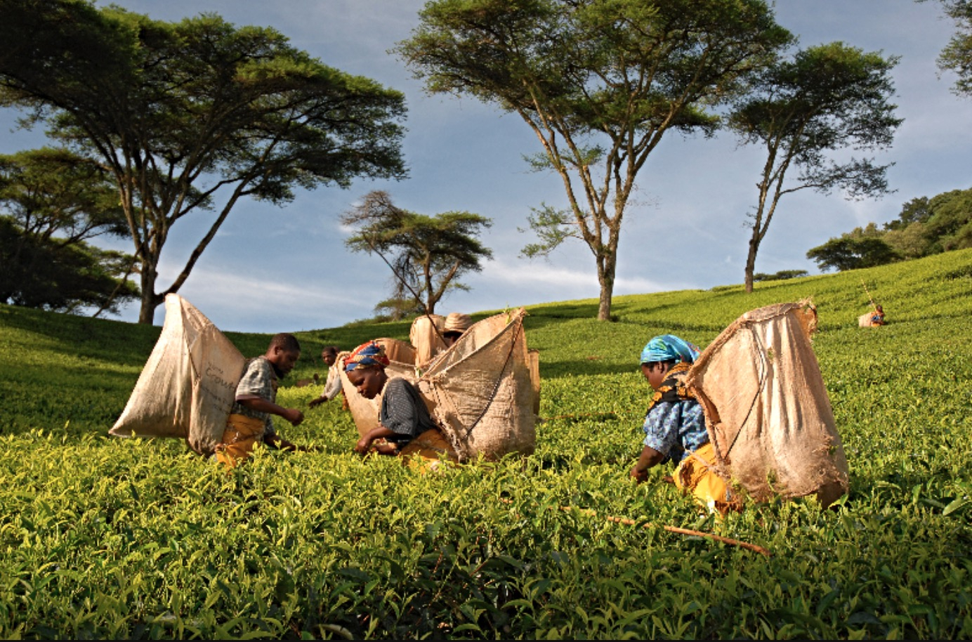 Thyolo Tea Estates | South Malawi