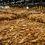 Stacks of dried tobacco leaves stored in a large warehouse, ready for market.