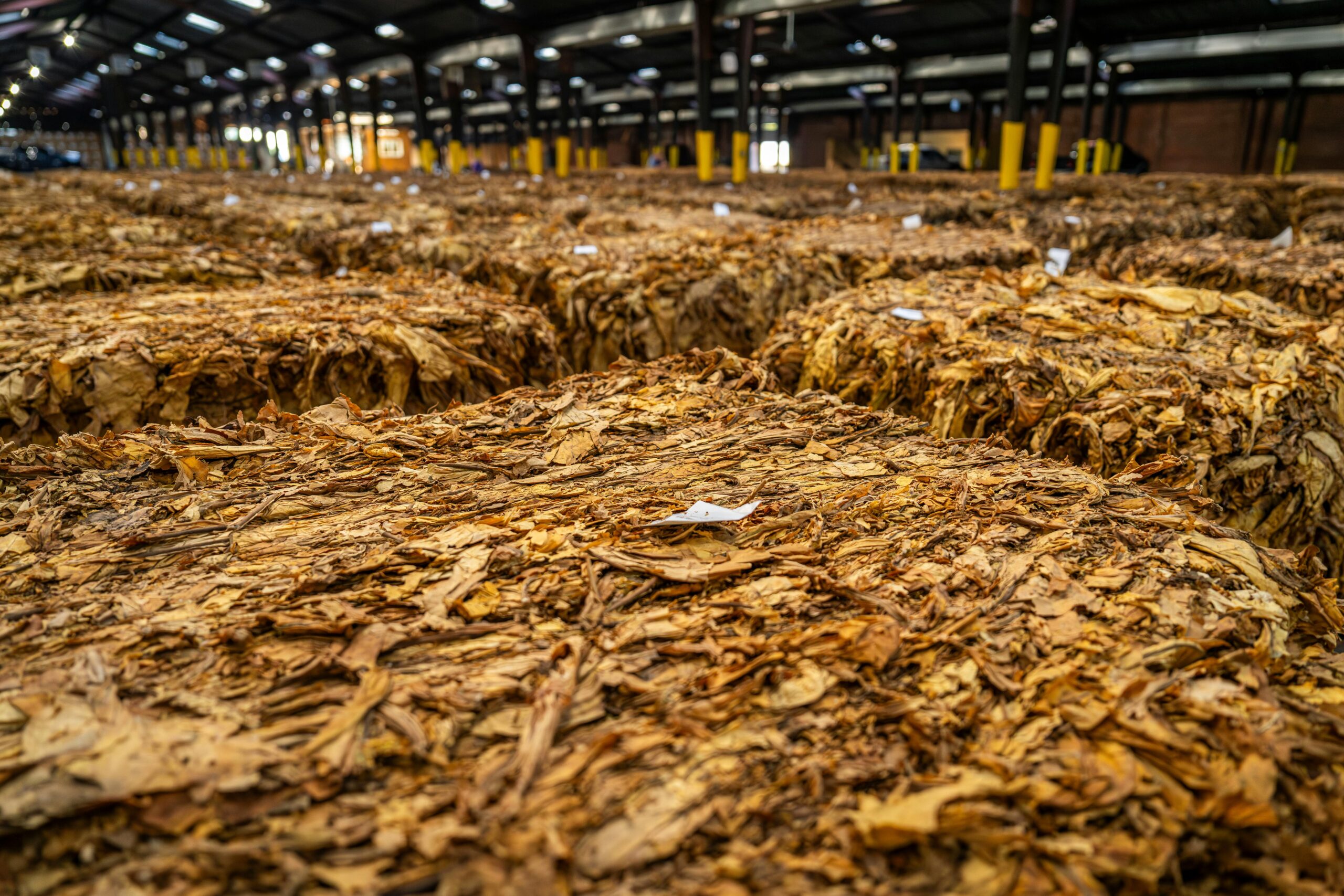 Stacks of dried tobacco leaves stored in a large warehouse, ready for market.