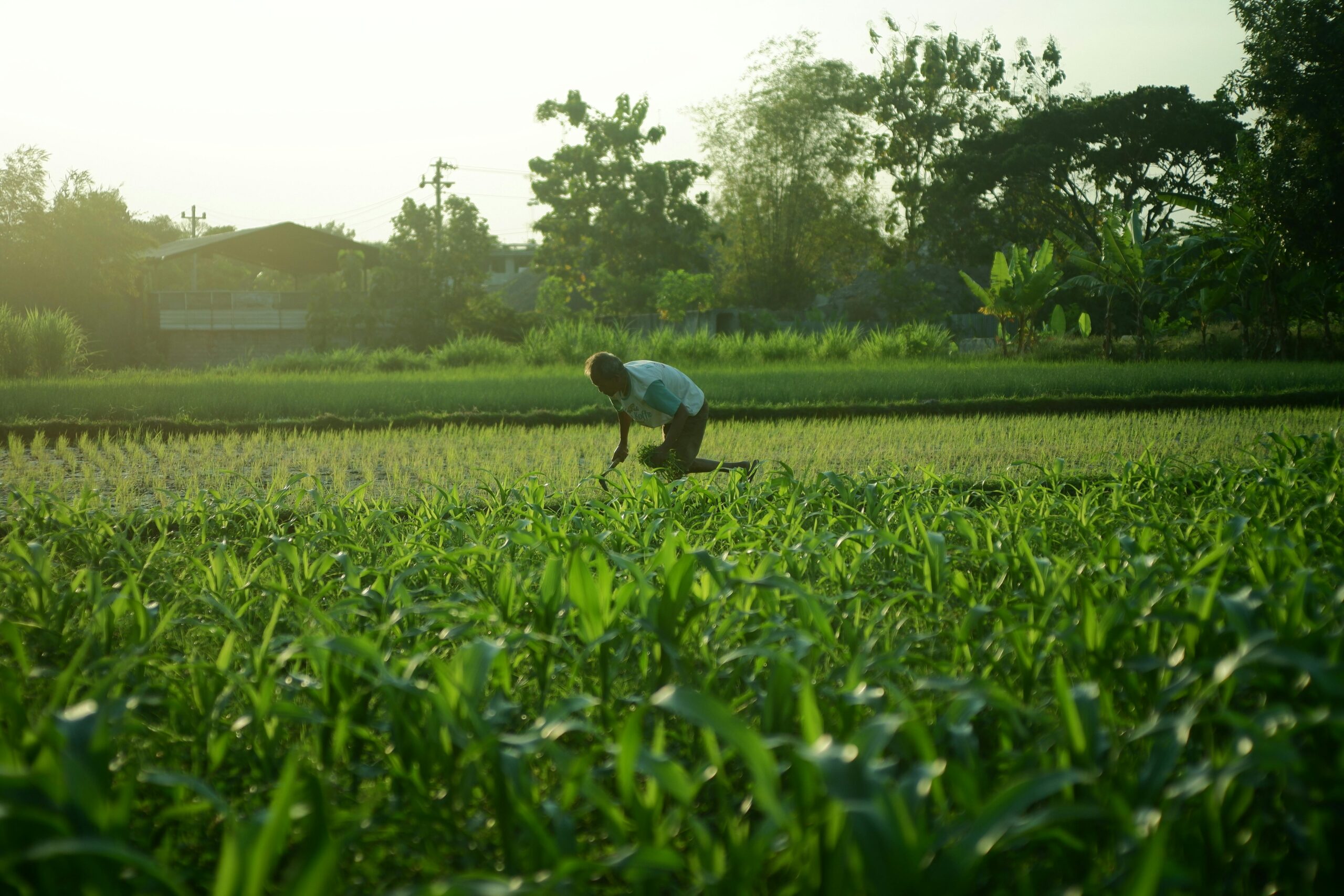 A farmer tends to plants in a thriving green field under the sun, highlighting hard work and agriculture.